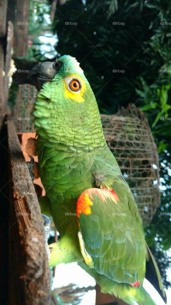 Parrot at zoo
