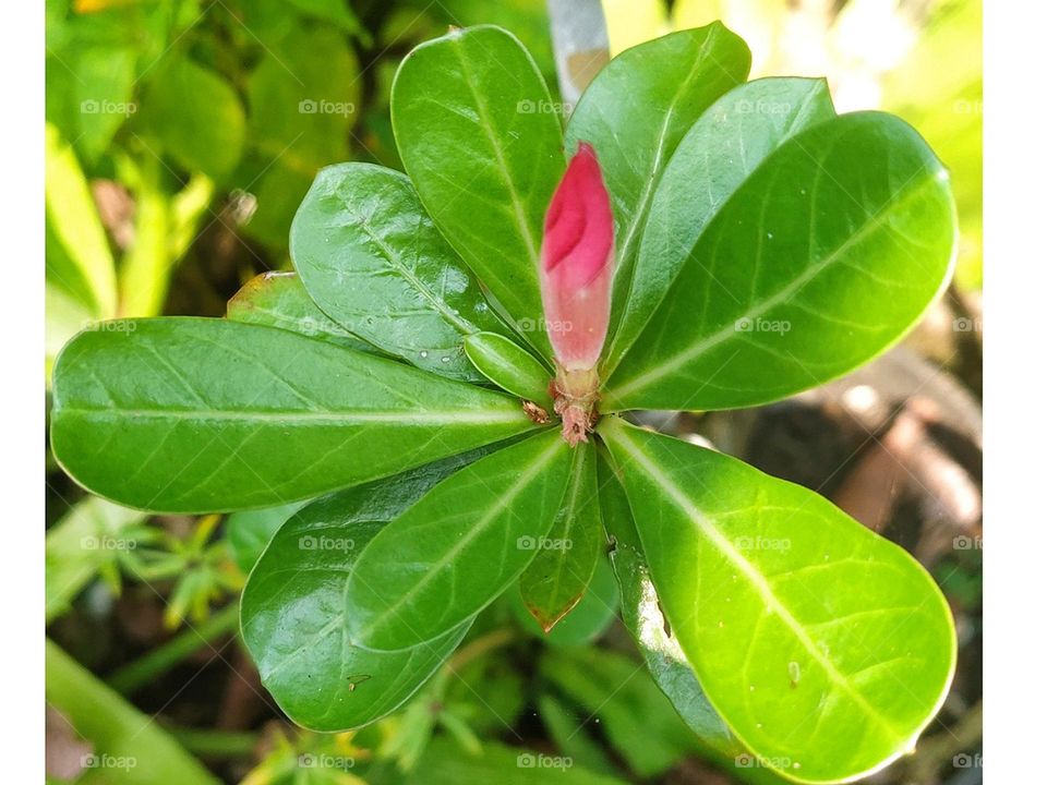 desert rose