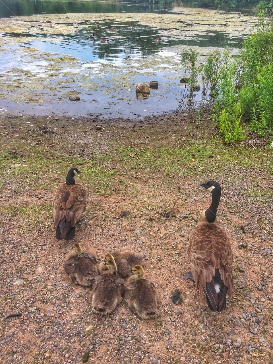 Duck family at JC Reservoir 