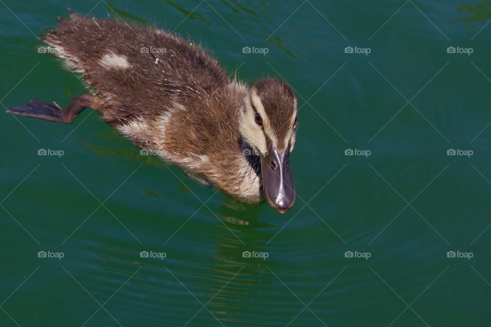 Wild duck swimming on water