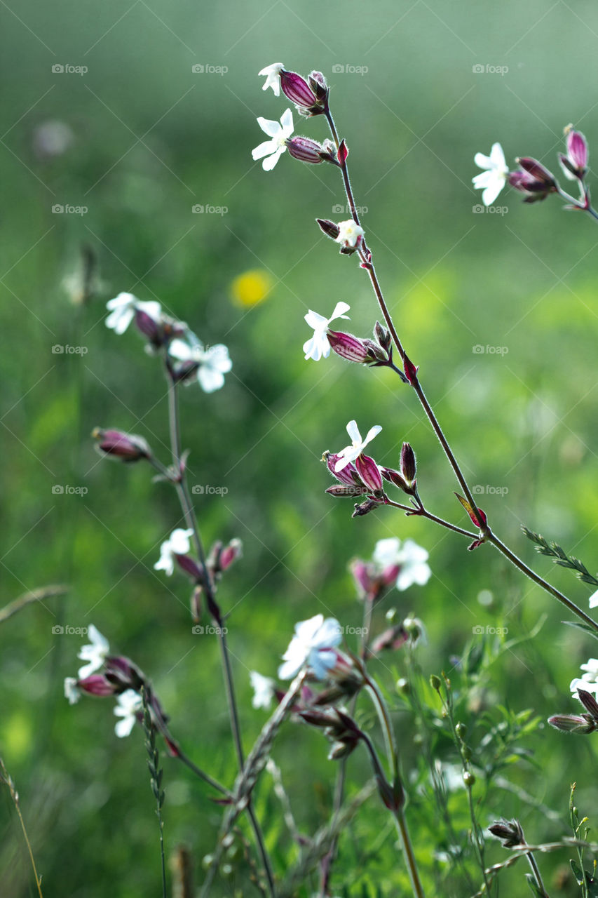 Wild flowers in the field