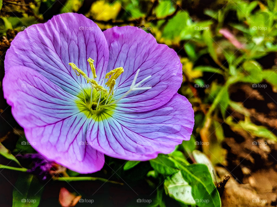 Pink flower with pollen