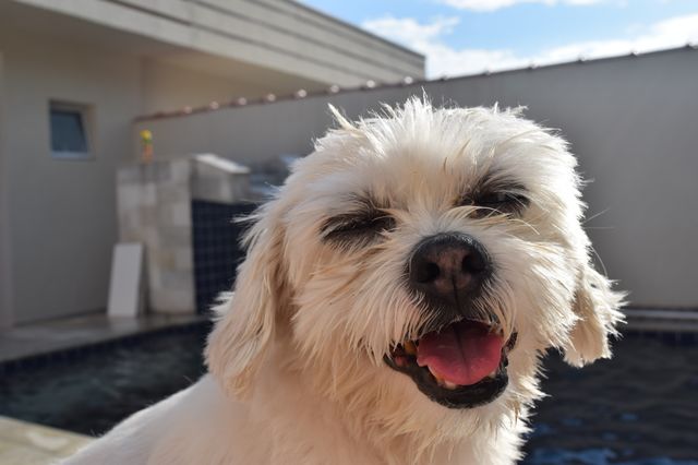 The doggie smiles