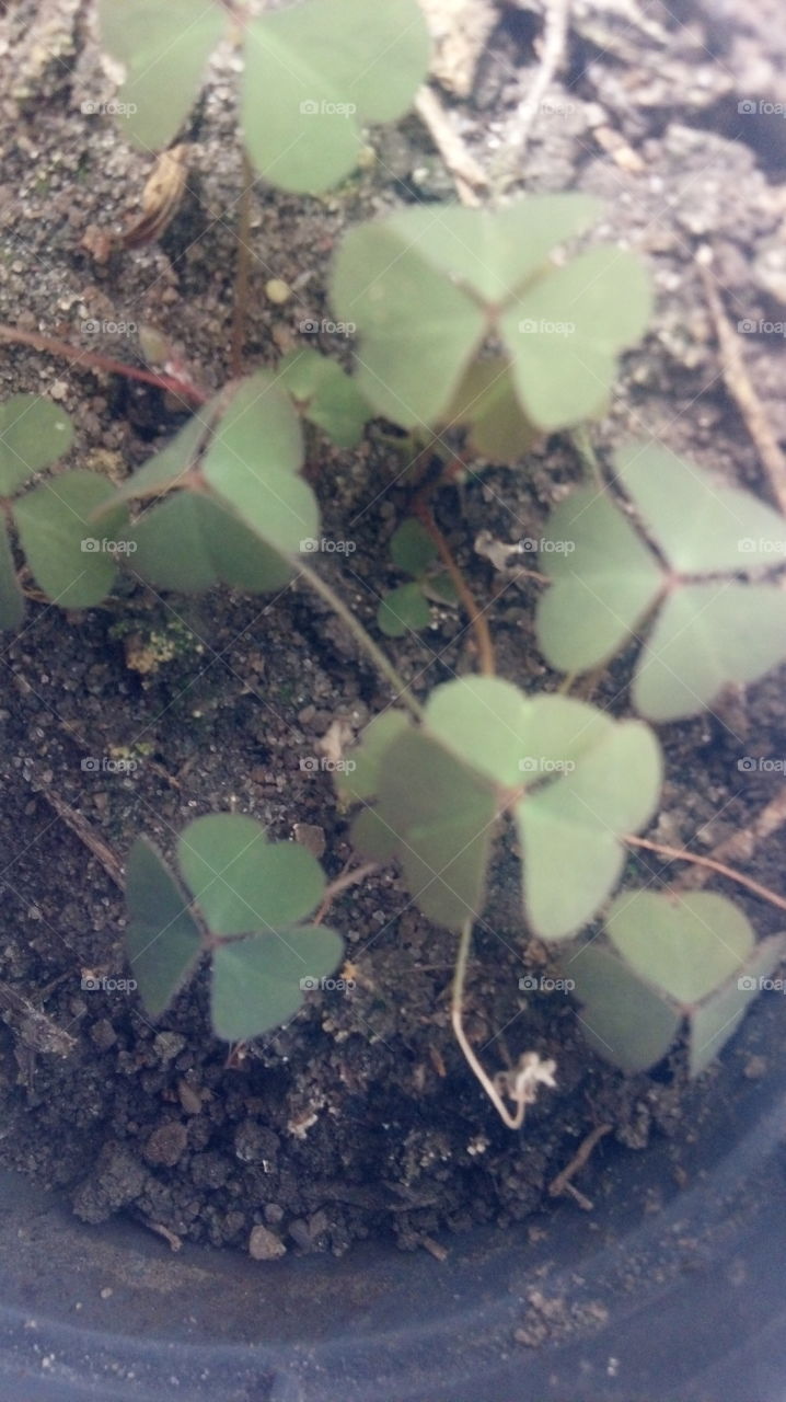 Sorte e amor no mundo