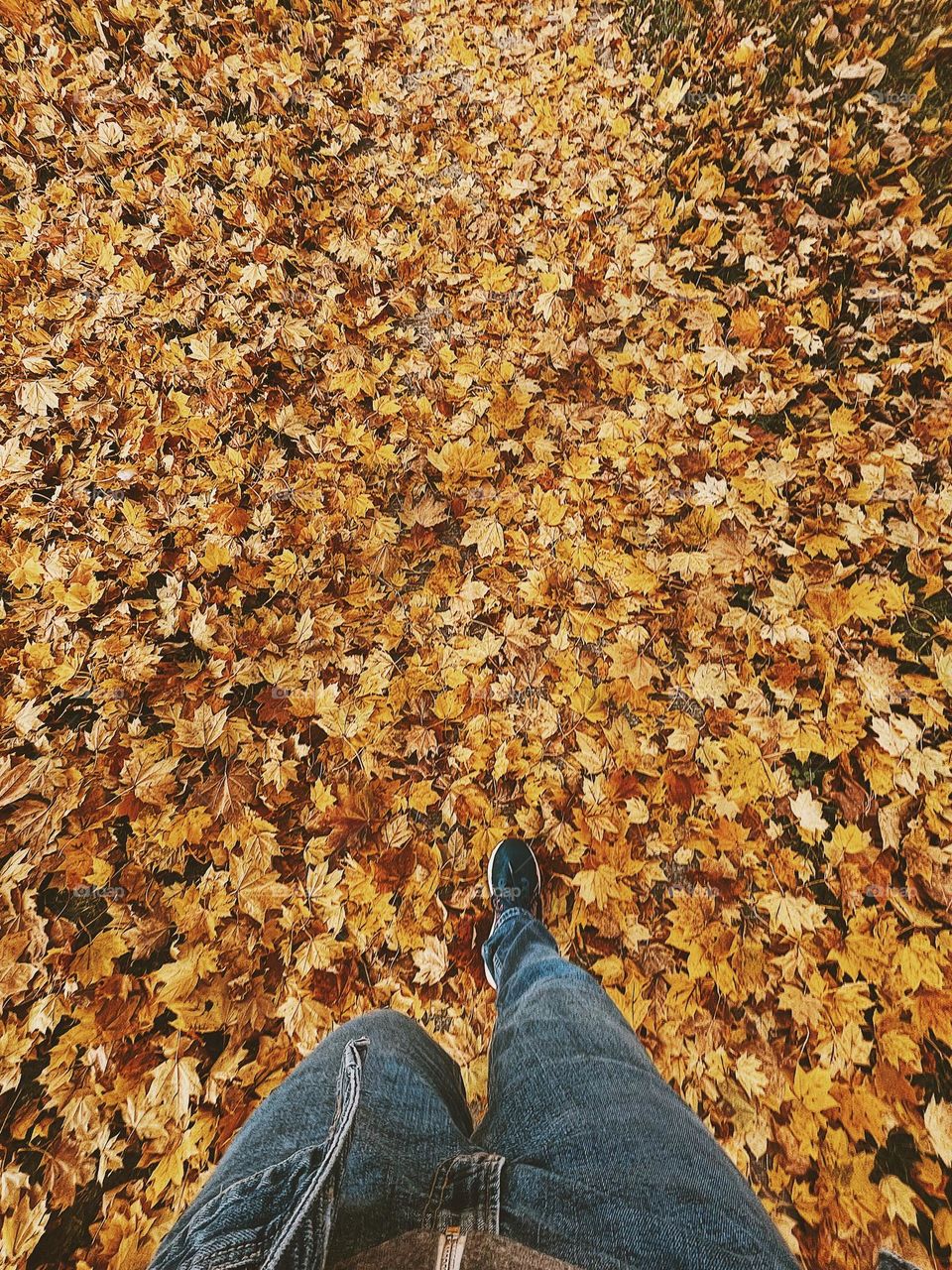 Walking to work, walking through leaves, transportation through walking, exercising in the outdoors, green planet 