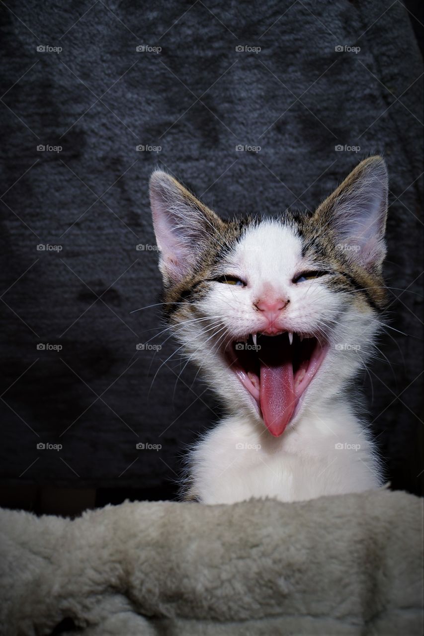 Super funny  and cute yawning tabby and white furry kitten