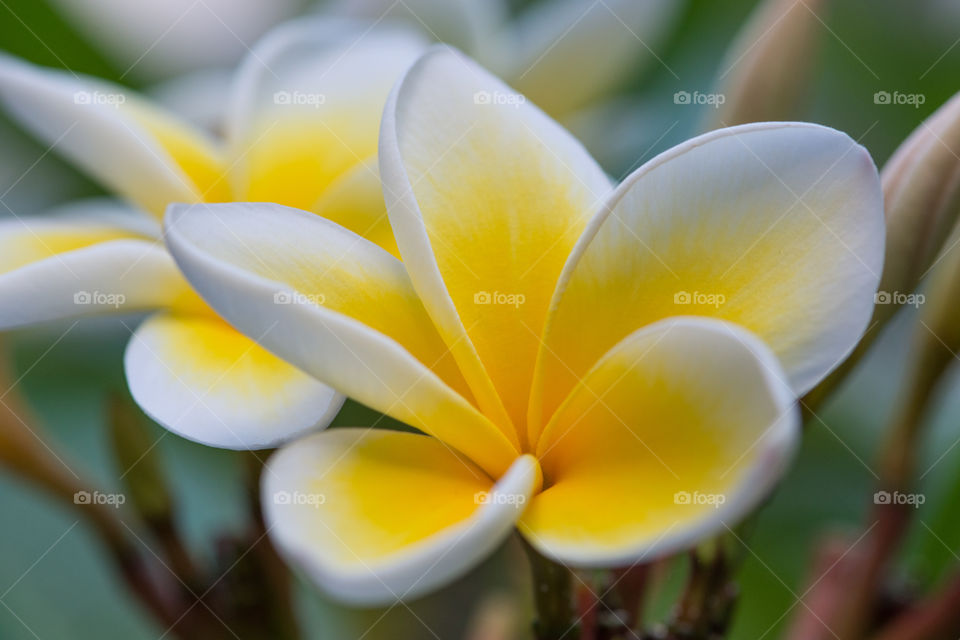 Yellow Flower Plumeria