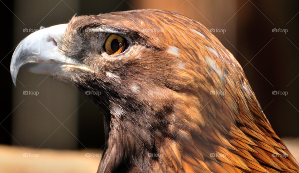 eyes hawk fast bird of prey by delvec