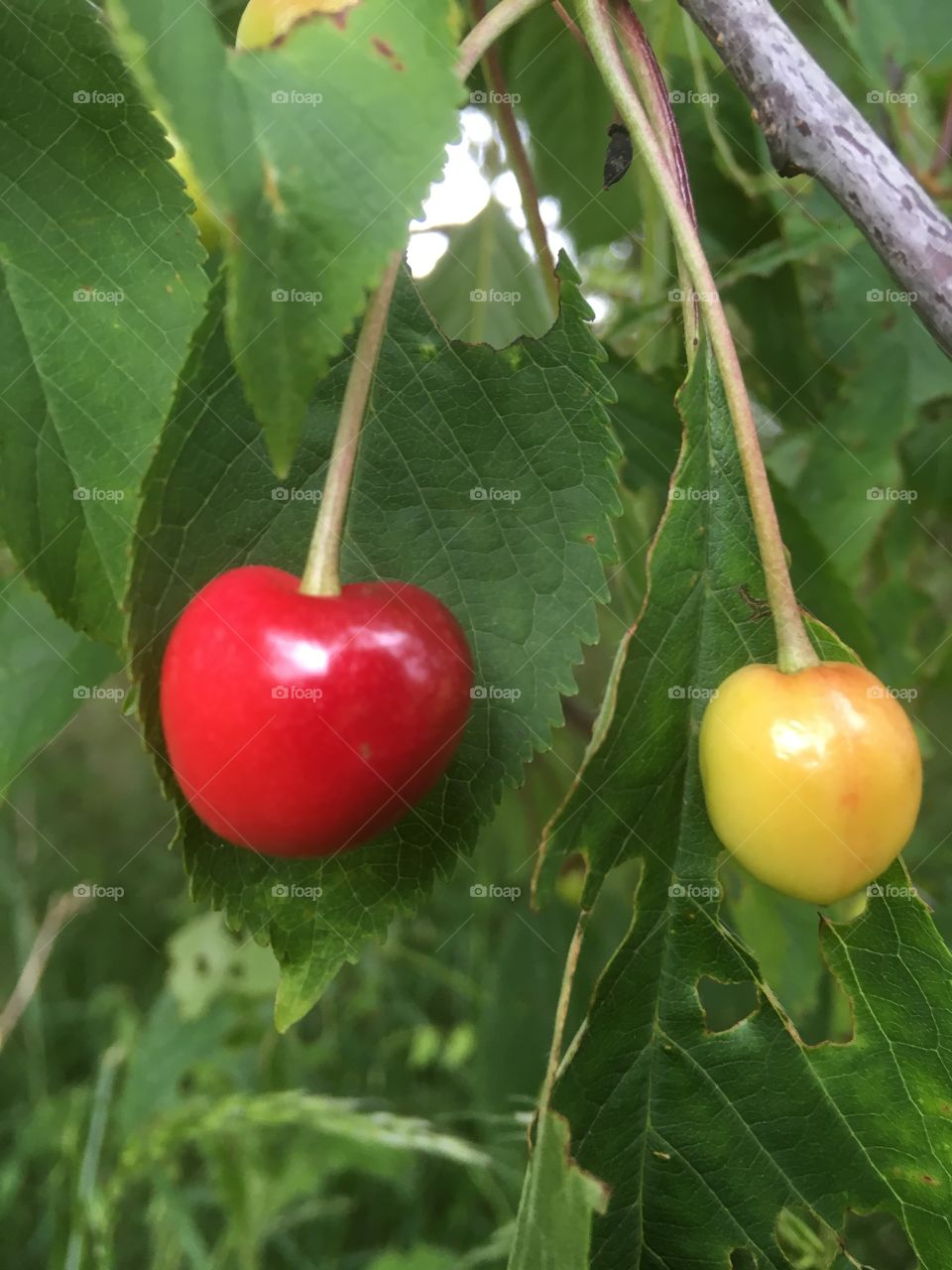 Wild cherries backed by green leaves. Still on tree 