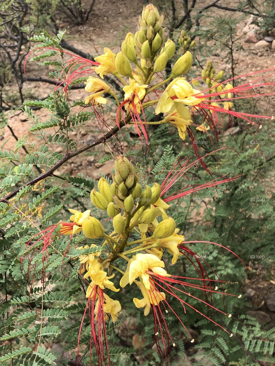 Backyard Bird of Paradise