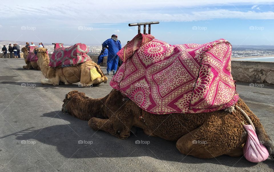 Camel rides