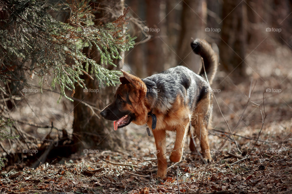 German shepherd 7-th months old puppy in a spring forest at sunny day