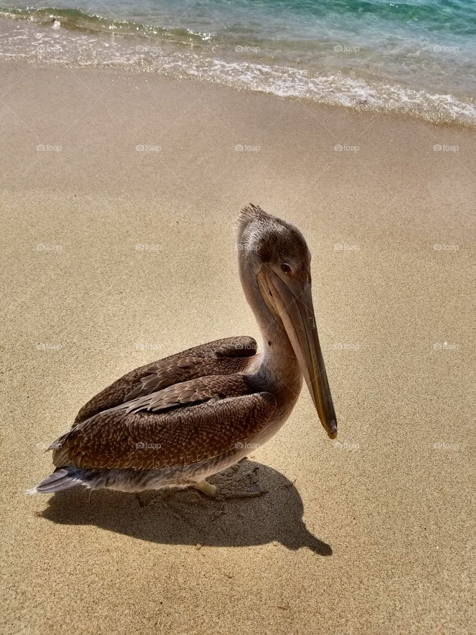 pelican!!!