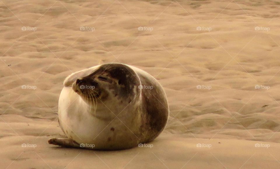 happy seal