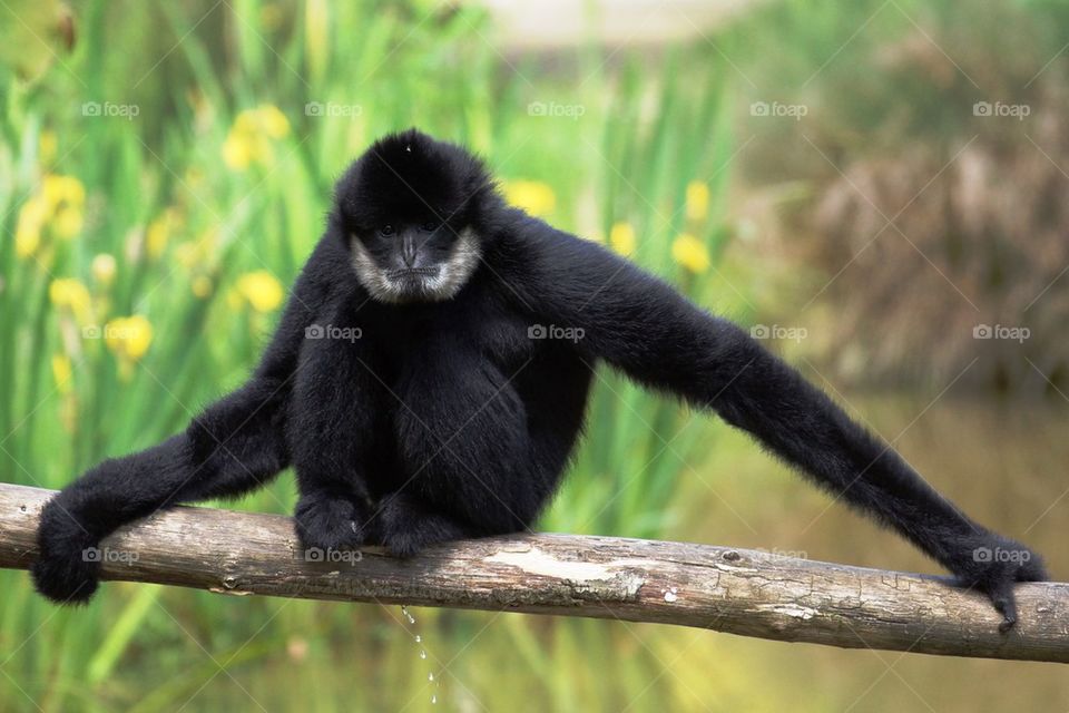 Gibbon noir