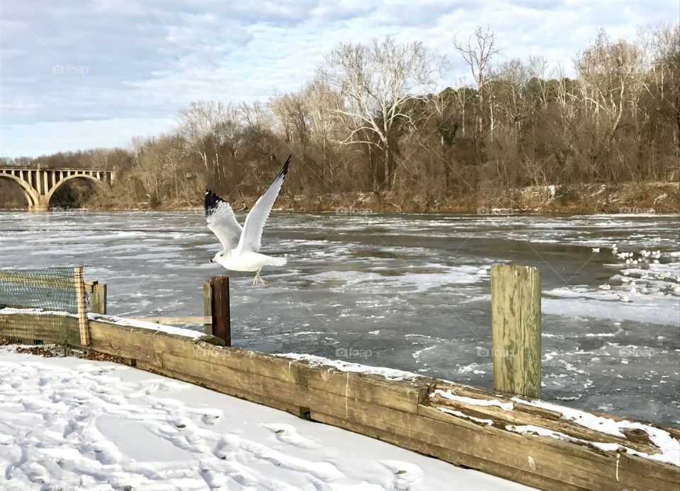 Winter Bird in Flight