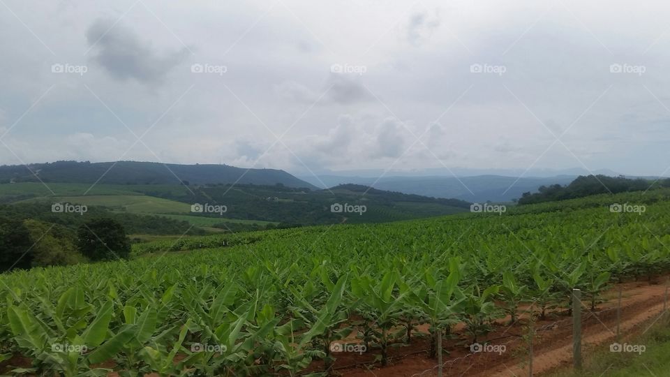 Banana Fields