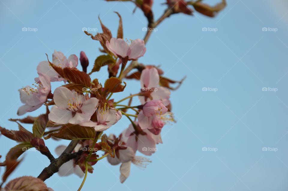 Cherry blossom and sky