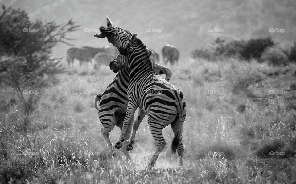 who will dominate?.zebra behavior