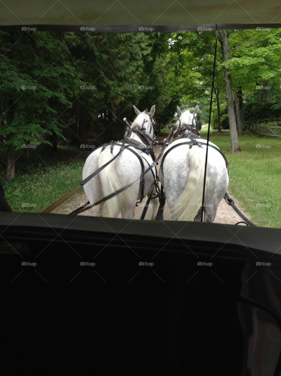 Horse Drawn Carriage . Riding in a horse drawn carriage touring Mackinaw Island, Michigan. 