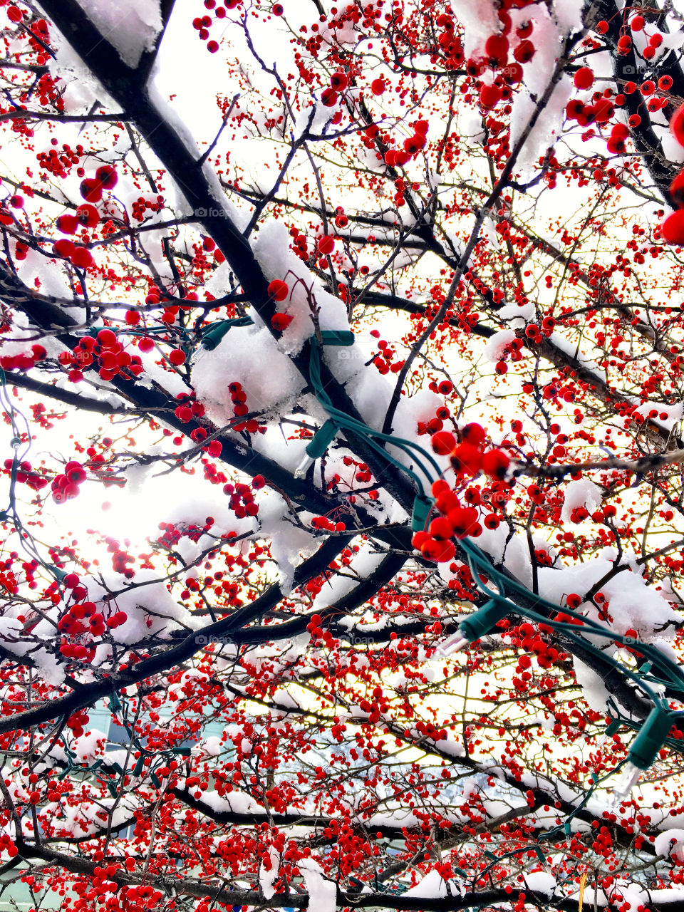 Red berries