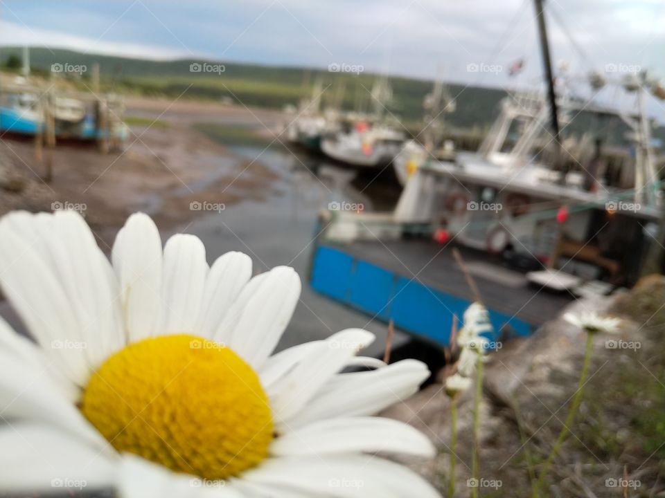 Daisy and boats