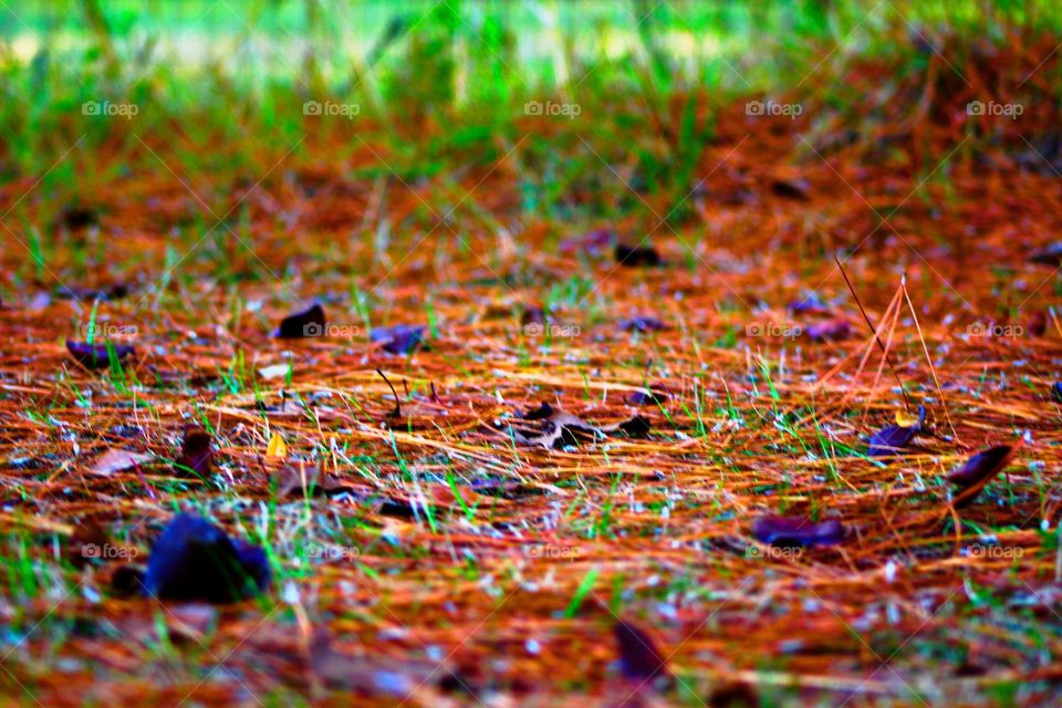 Fallen pine needles