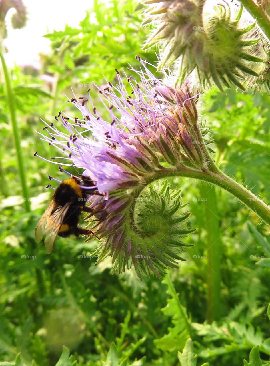 Close-up of bee pollinating