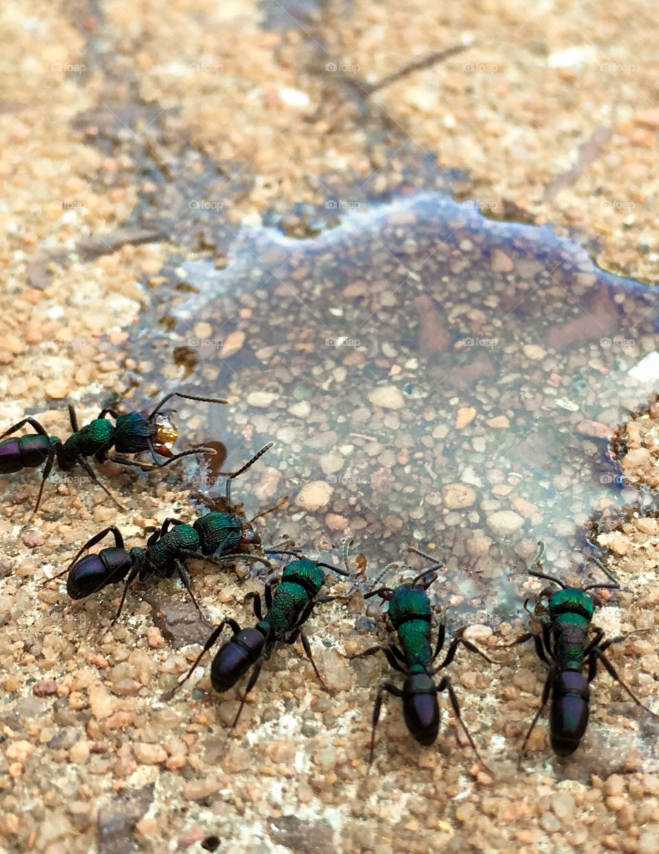 Line of worker ants feeding from pool of sweet honey
