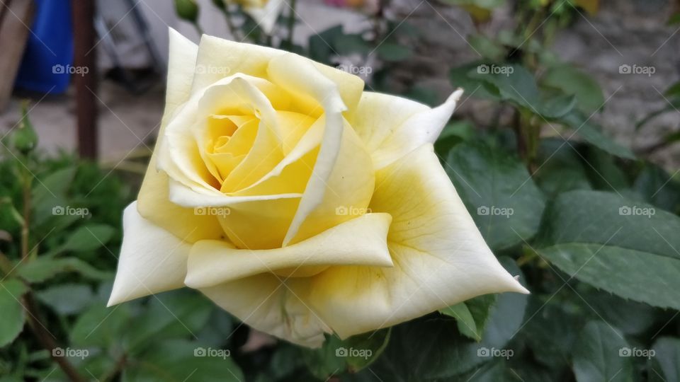Yellow Rose Closup