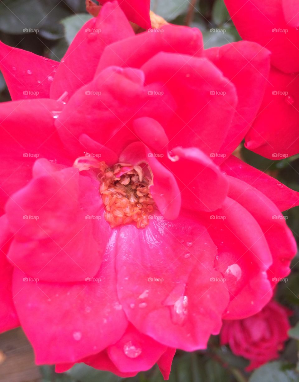 Vibrant dew showered rose 