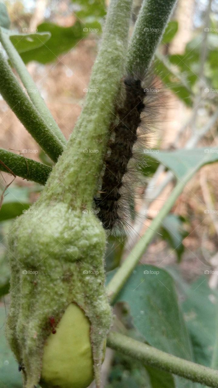 Caterpillar on brinjal... Eat to survive is common even for a small larva