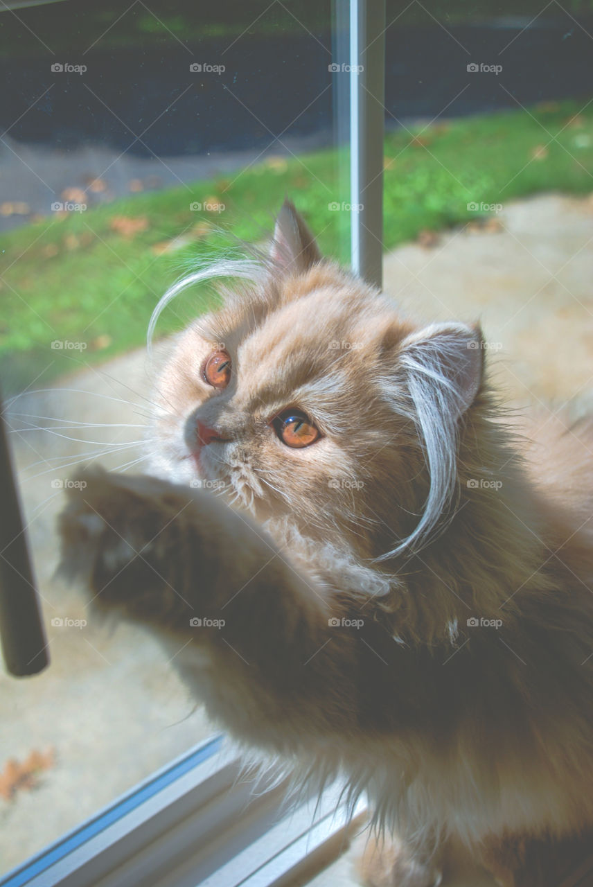 Orange Cream Persian Cat Playing in Window 