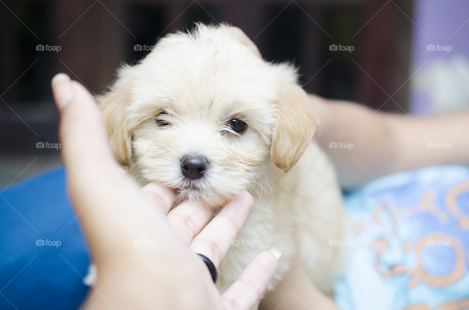 Cute puppy