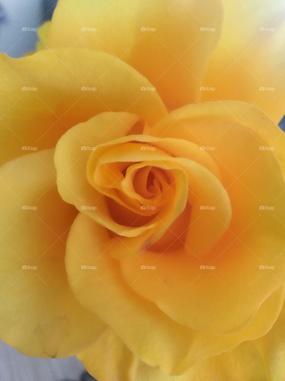 Best yellow rose