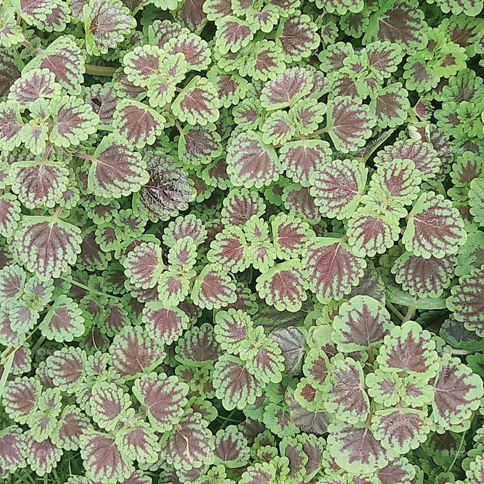 Leaf plants purple green combination