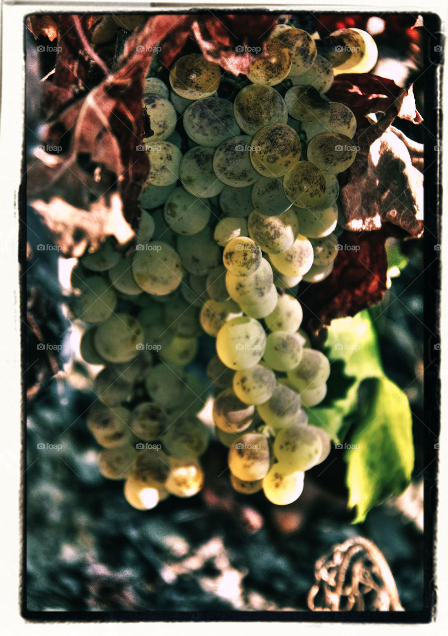 uvas