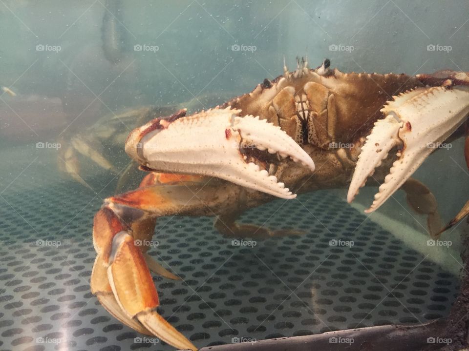 Crab 