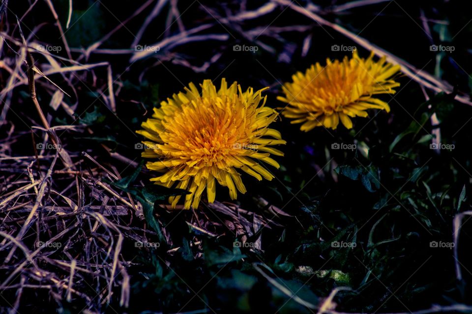 Dandelions blooming in the field