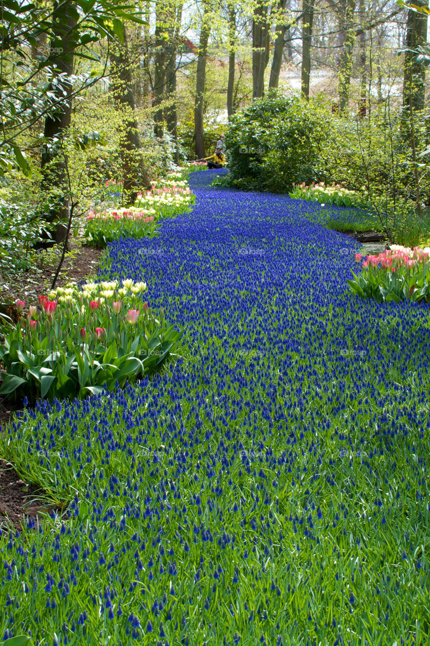 Scenic view of park