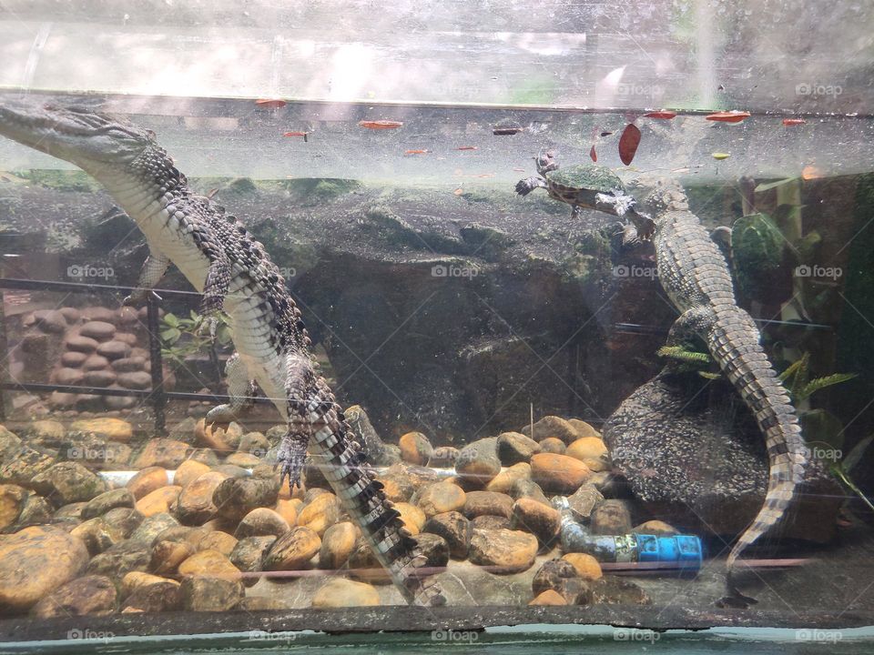 crocodile in fish tank