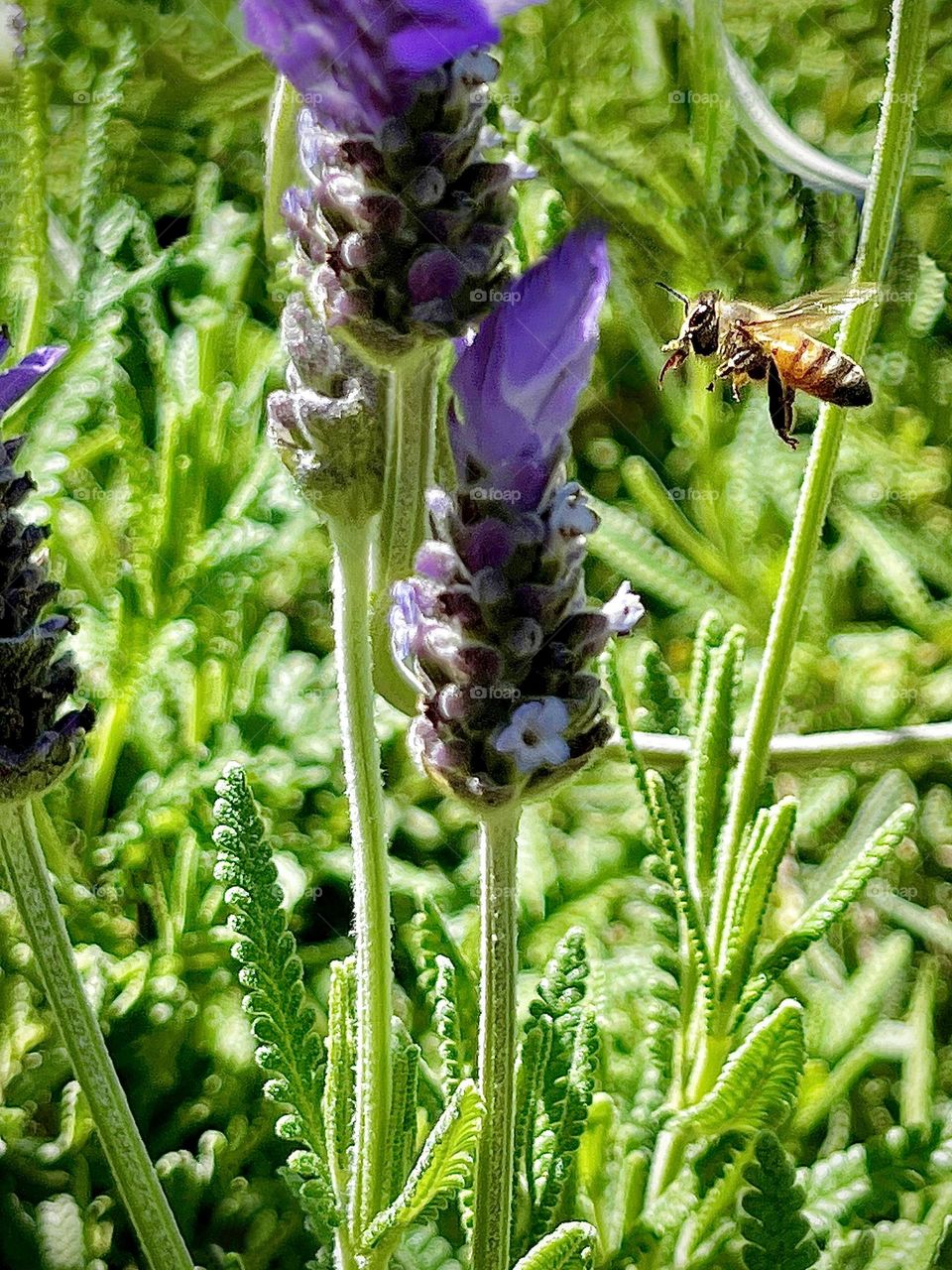 Flight of the Bee to Lavender Flowers