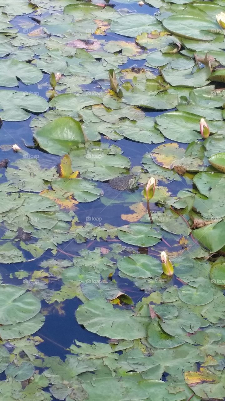frog and lilypads