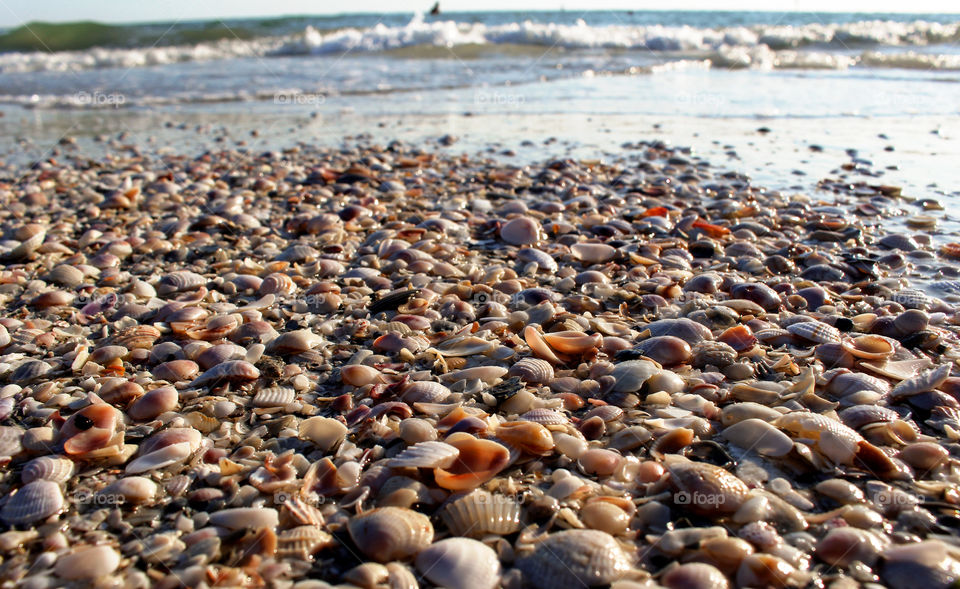 Seashells on beach