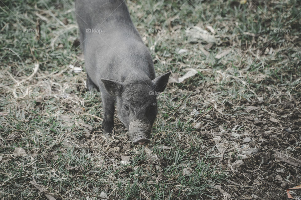 Black pig