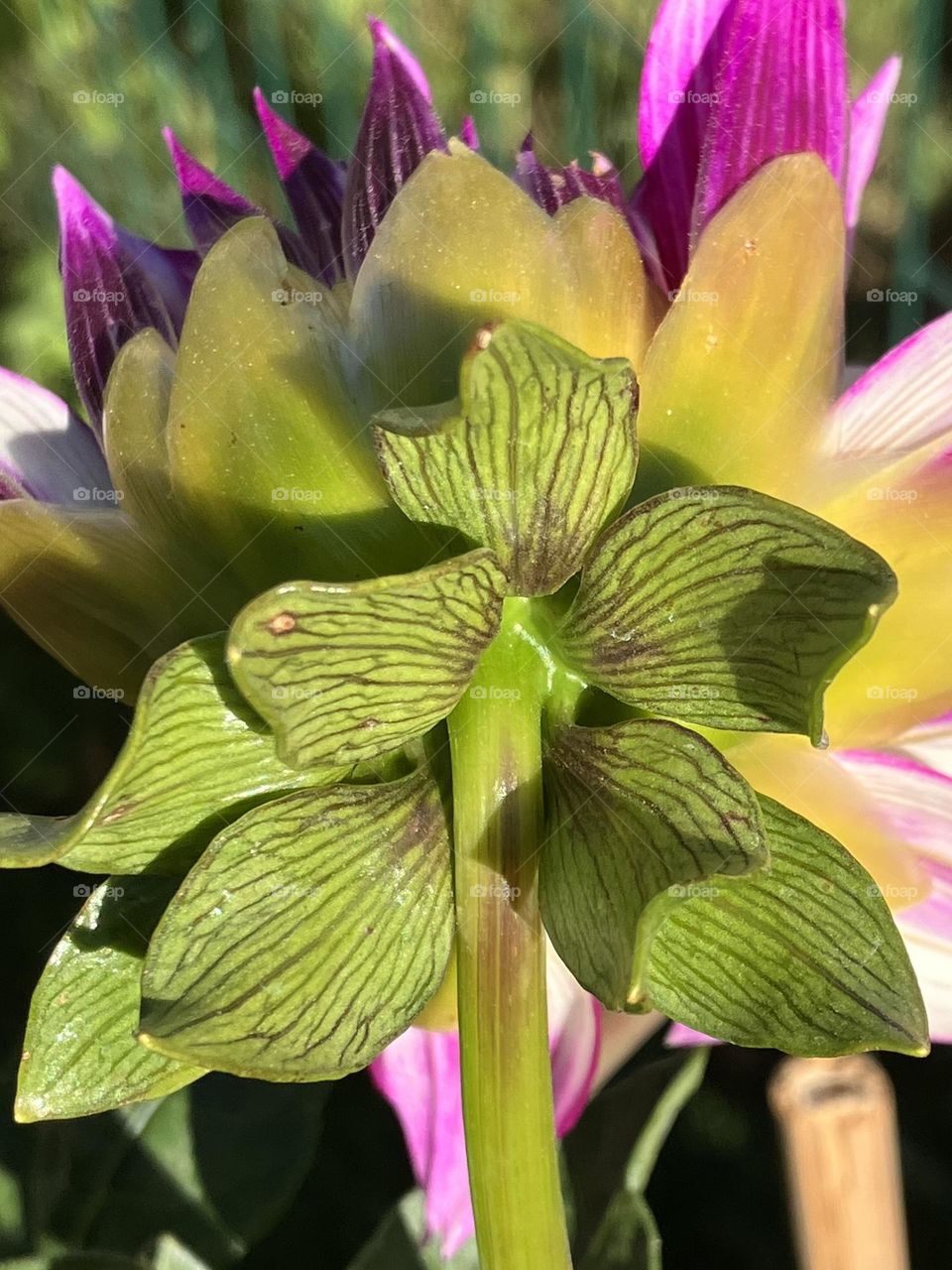 The other side of a Dahlia flower is just as wonderful 
