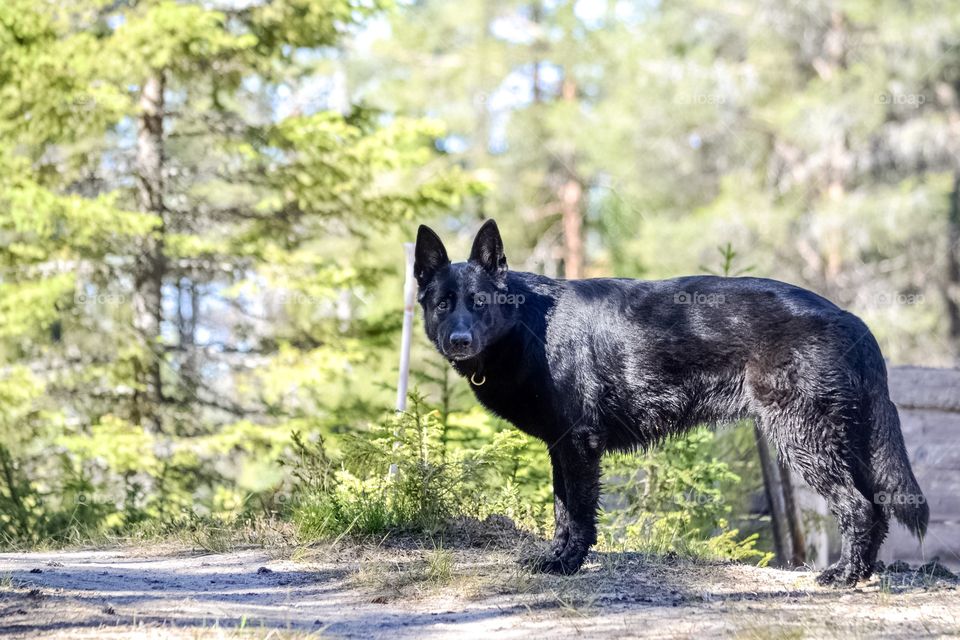 Beautiful German Shepherd