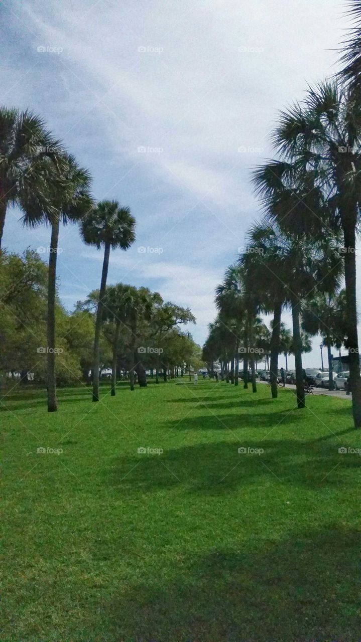 South Carolina Palms