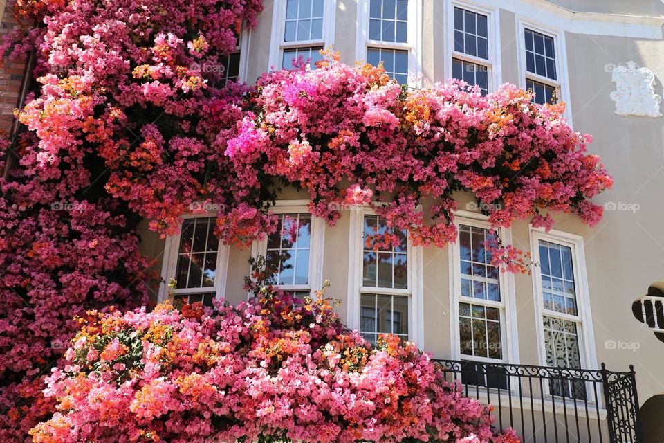 Flowers over the house 