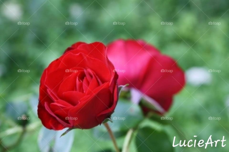 red roses